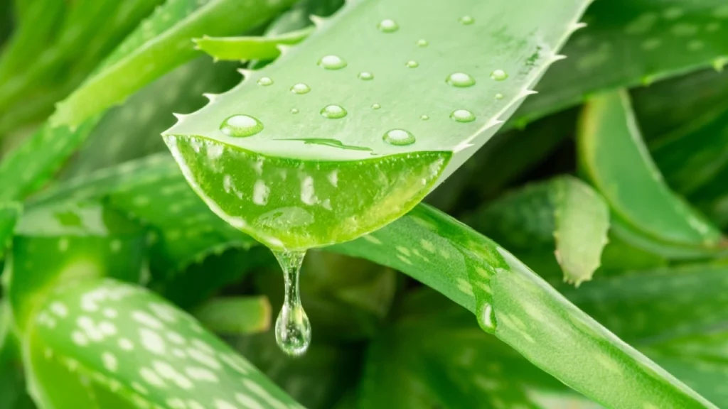 Aloe Vera