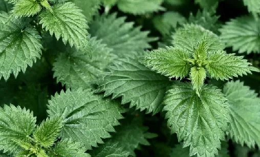 Nettle